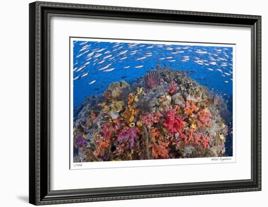 Reef Scenic 6-Jones-Shimlock-Framed Giclee Print