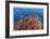 Reef Scenic 6-Jones-Shimlock-Framed Giclee Print