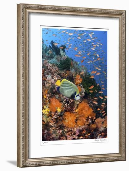 Reef Scenic 8-Jones-Shimlock-Framed Giclee Print