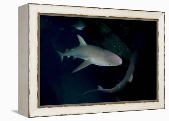 Reef Shark - Carcharhinius Perezii. on Wreck at Night. Bahamas. Caribbean-Michael Pitts-Framed Premier Image Canvas