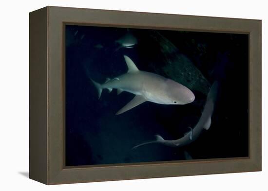 Reef Shark - Carcharhinius Perezii. on Wreck at Night. Bahamas. Caribbean-Michael Pitts-Framed Premier Image Canvas