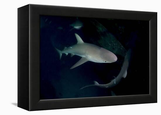 Reef Shark - Carcharhinius Perezii. on Wreck at Night. Bahamas. Caribbean-Michael Pitts-Framed Premier Image Canvas