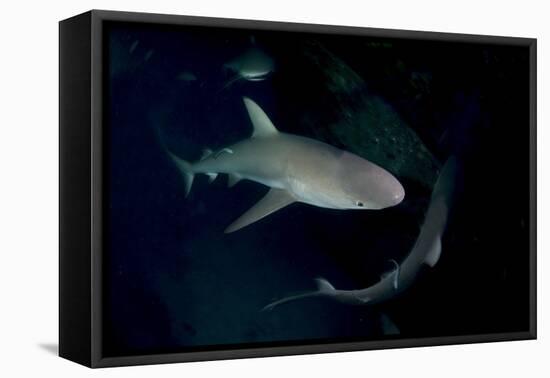 Reef Shark - Carcharhinius Perezii. on Wreck at Night. Bahamas. Caribbean-Michael Pitts-Framed Premier Image Canvas