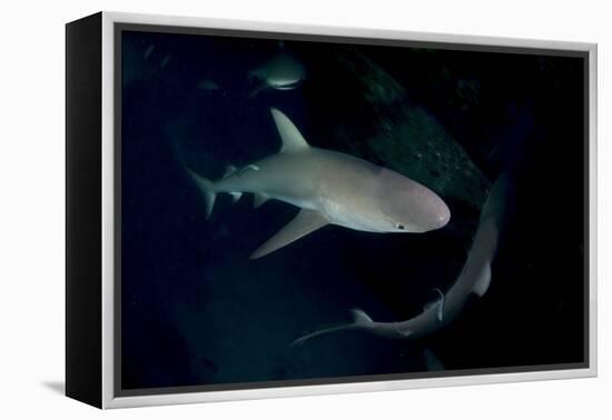 Reef Shark - Carcharhinius Perezii. on Wreck at Night. Bahamas. Caribbean-Michael Pitts-Framed Premier Image Canvas