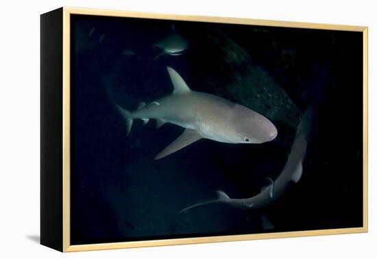 Reef Shark - Carcharhinius Perezii. on Wreck at Night. Bahamas. Caribbean-Michael Pitts-Framed Premier Image Canvas