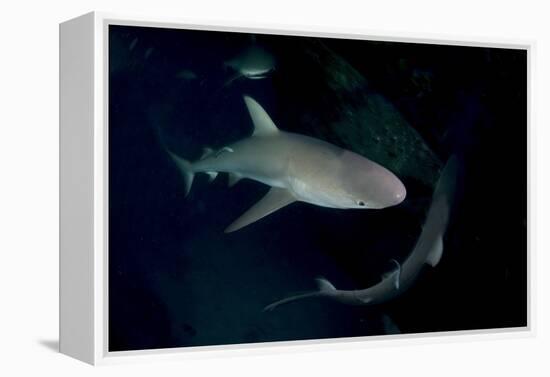 Reef Shark - Carcharhinius Perezii. on Wreck at Night. Bahamas. Caribbean-Michael Pitts-Framed Premier Image Canvas