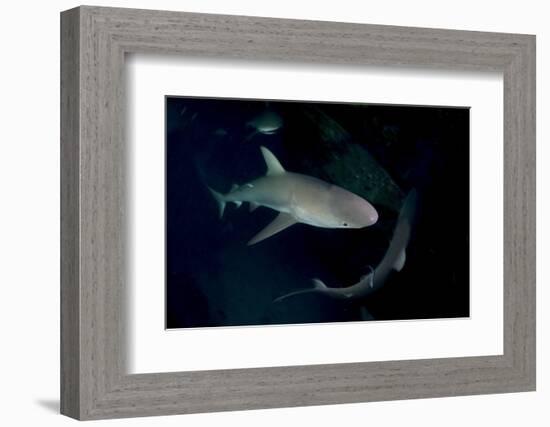 Reef Shark - Carcharhinius Perezii. on Wreck at Night. Bahamas. Caribbean-Michael Pitts-Framed Photographic Print