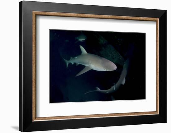 Reef Shark - Carcharhinius Perezii. on Wreck at Night. Bahamas. Caribbean-Michael Pitts-Framed Photographic Print