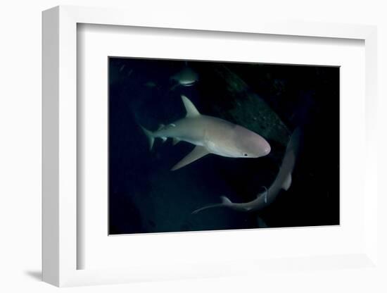 Reef Shark - Carcharhinius Perezii. on Wreck at Night. Bahamas. Caribbean-Michael Pitts-Framed Photographic Print