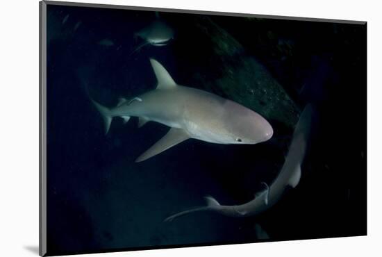 Reef Shark - Carcharhinius Perezii. on Wreck at Night. Bahamas. Caribbean-Michael Pitts-Mounted Photographic Print