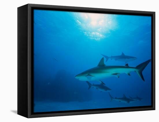 Reef Sharks, Walker's Cay, Bahamas-Shirley Vanderbilt-Framed Premier Image Canvas