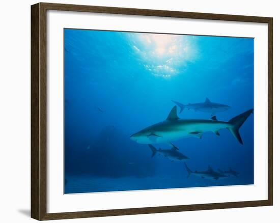 Reef Sharks, Walker's Cay, Bahamas-Shirley Vanderbilt-Framed Photographic Print
