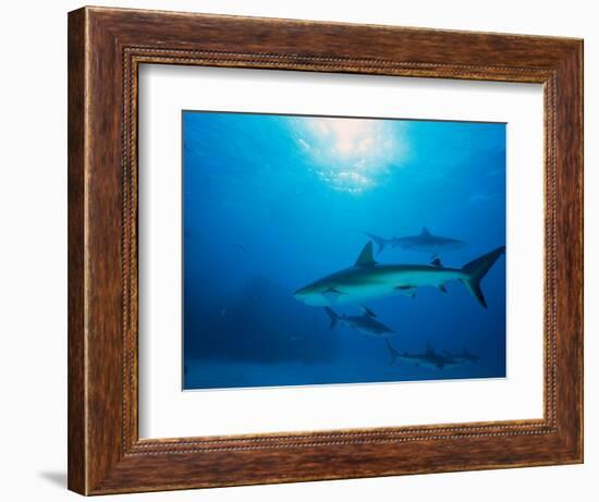 Reef Sharks, Walker's Cay, Bahamas-Shirley Vanderbilt-Framed Photographic Print