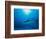 Reef Sharks, Walker's Cay, Bahamas-Shirley Vanderbilt-Framed Photographic Print