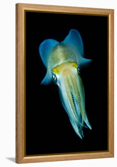 Reef Squid-Matthew Oldfield-Framed Premier Image Canvas