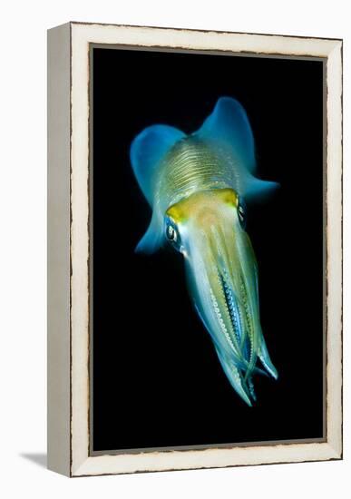 Reef Squid-Matthew Oldfield-Framed Premier Image Canvas