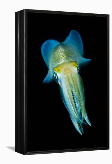 Reef Squid-Matthew Oldfield-Framed Premier Image Canvas
