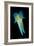 Reef Squid-Matthew Oldfield-Framed Photographic Print