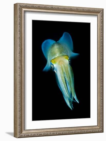 Reef Squid-Matthew Oldfield-Framed Photographic Print