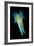 Reef Squid-Matthew Oldfield-Framed Photographic Print