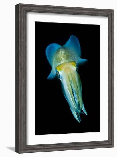 Reef Squid-Matthew Oldfield-Framed Photographic Print