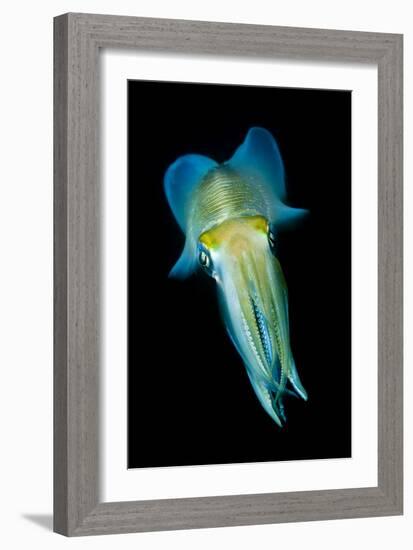 Reef Squid-Matthew Oldfield-Framed Photographic Print