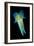 Reef Squid-Matthew Oldfield-Framed Photographic Print