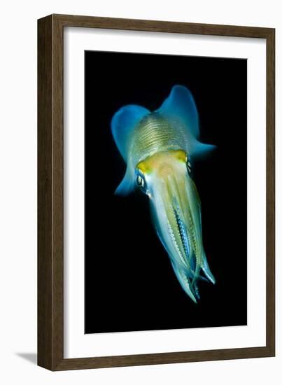 Reef Squid-Matthew Oldfield-Framed Photographic Print