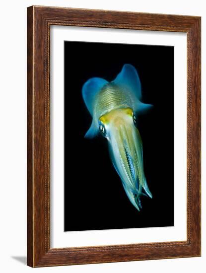 Reef Squid-Matthew Oldfield-Framed Photographic Print