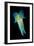 Reef Squid-Matthew Oldfield-Framed Photographic Print