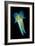 Reef Squid-Matthew Oldfield-Framed Photographic Print