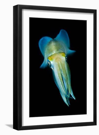 Reef Squid-Matthew Oldfield-Framed Photographic Print