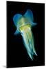 Reef Squid-Matthew Oldfield-Mounted Photographic Print