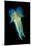 Reef Squid-Matthew Oldfield-Mounted Photographic Print