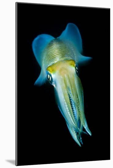 Reef Squid-Matthew Oldfield-Mounted Photographic Print