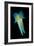 Reef Squid-Matthew Oldfield-Framed Photographic Print