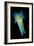 Reef Squid-Matthew Oldfield-Framed Photographic Print