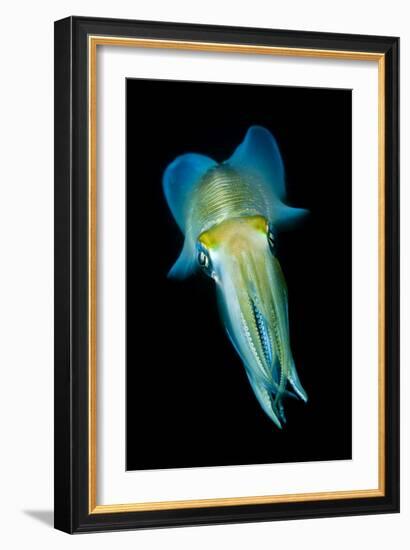 Reef Squid-Matthew Oldfield-Framed Photographic Print