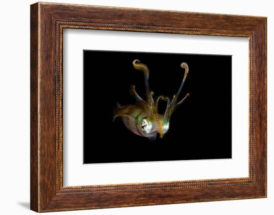 Reef Squid-Ilan Ben Tov-Framed Photographic Print