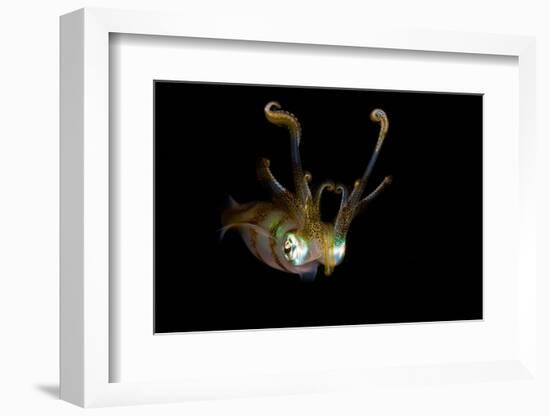 Reef Squid-Ilan Ben Tov-Framed Photographic Print