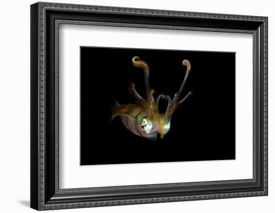 Reef Squid-Ilan Ben Tov-Framed Photographic Print