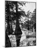 Reelfoot Lake, Tennessee, Showing Stagnant Lake Waters-Andreas Feininger-Mounted Photographic Print