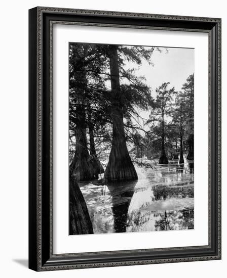 Reelfoot Lake, Tennessee, Showing Stagnant Lake Waters-Andreas Feininger-Framed Photographic Print