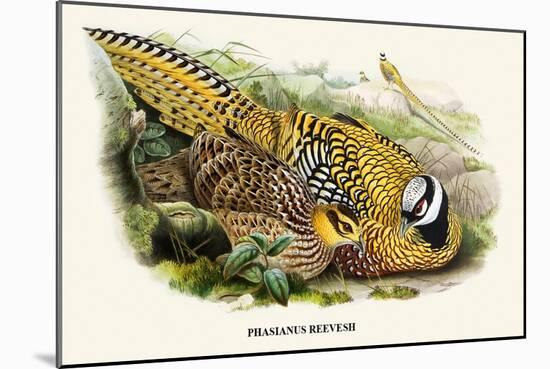 Reeve's Pheasant-Birds Of Asia-John Gould-Mounted Art Print