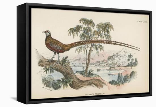 Reeves's Pheasant-English School-Framed Premier Image Canvas