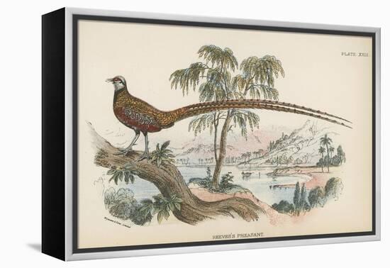 Reeves's Pheasant-English School-Framed Premier Image Canvas