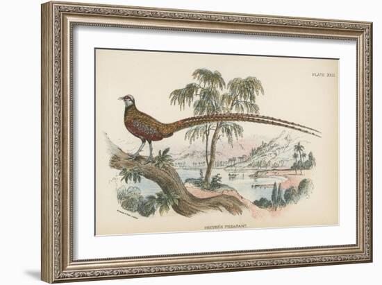 Reeves's Pheasant-English School-Framed Giclee Print