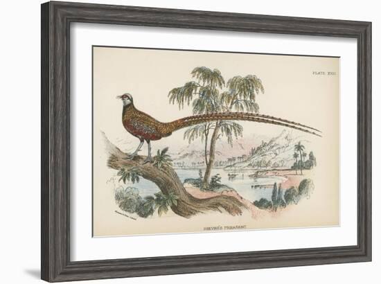 Reeves's Pheasant-English School-Framed Giclee Print