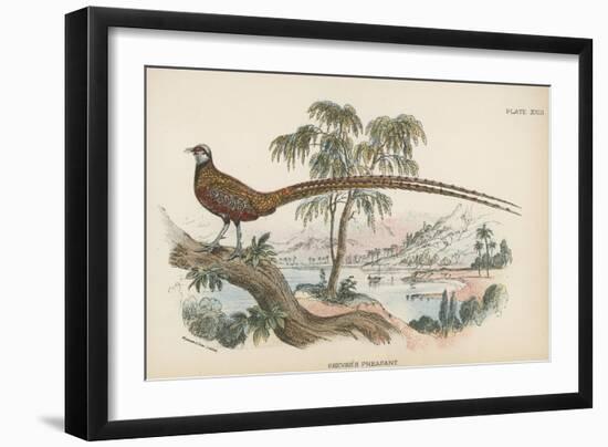 Reeves's Pheasant-English School-Framed Giclee Print