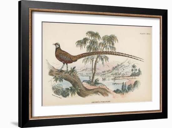 Reeves's Pheasant-English School-Framed Giclee Print